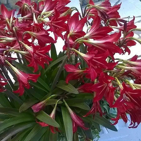 Marilena And Апартаменты Палеокастрица