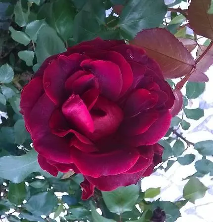 Marilena And Paleokastritsa