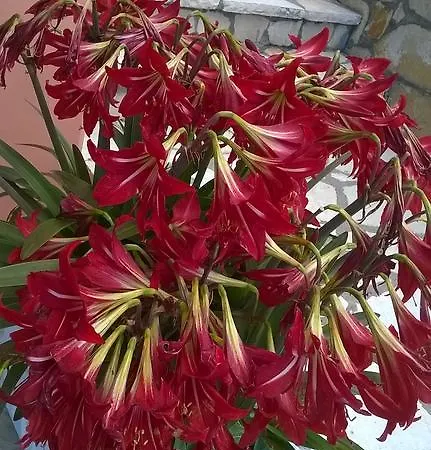 Apartman Marilena And *